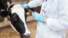 ВНИИЗЖ запатентовал четвёртую вакцину от ящура